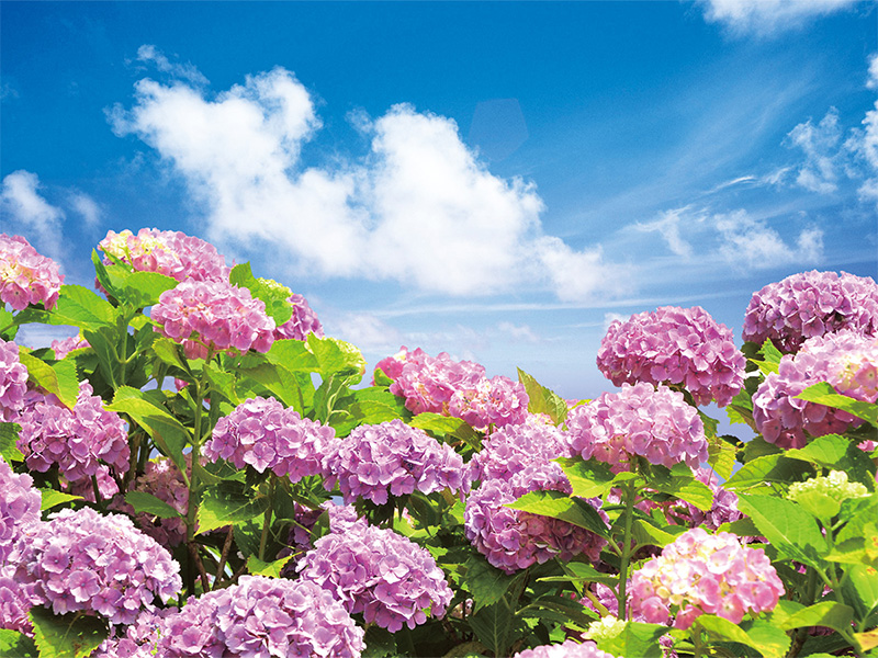 スタッフおすすめ♪大江戸温泉物語から行く初夏の花＆おでかけスポット