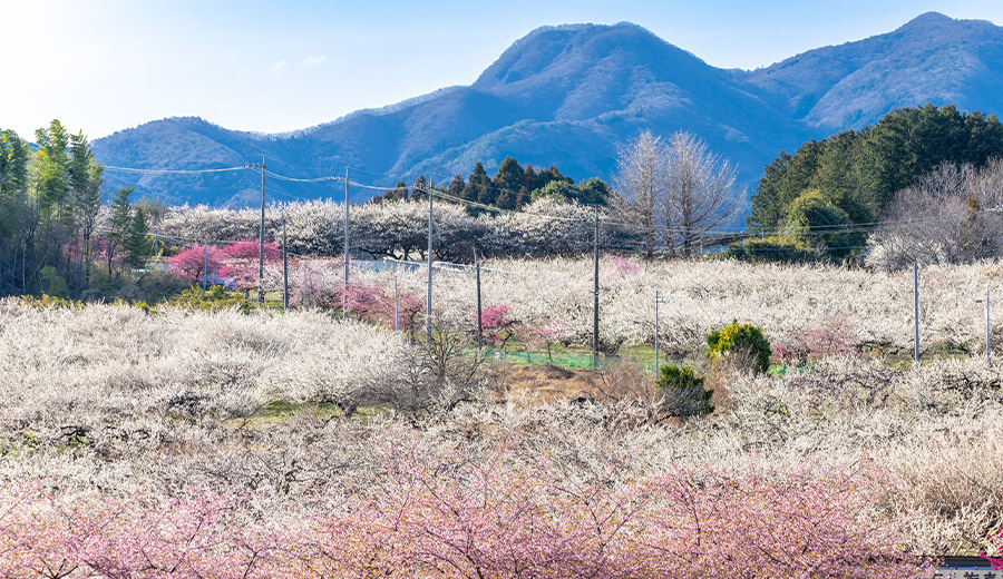 冬〜早春の花だより（関東・甲信越エリア） | 【公式】大江戸温泉物語