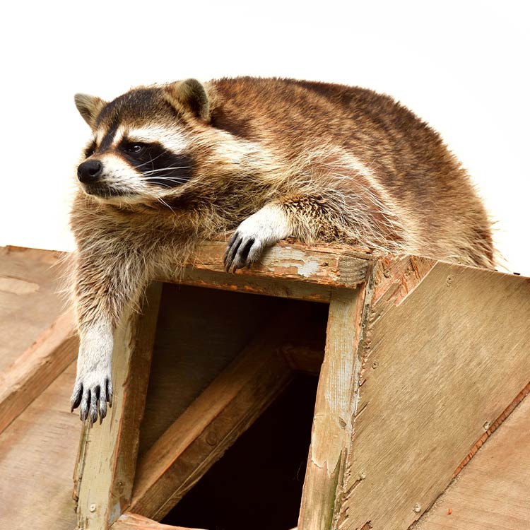 生きものとふれあえるスポット（甲信越エリア） | 【公式】大江戸温泉