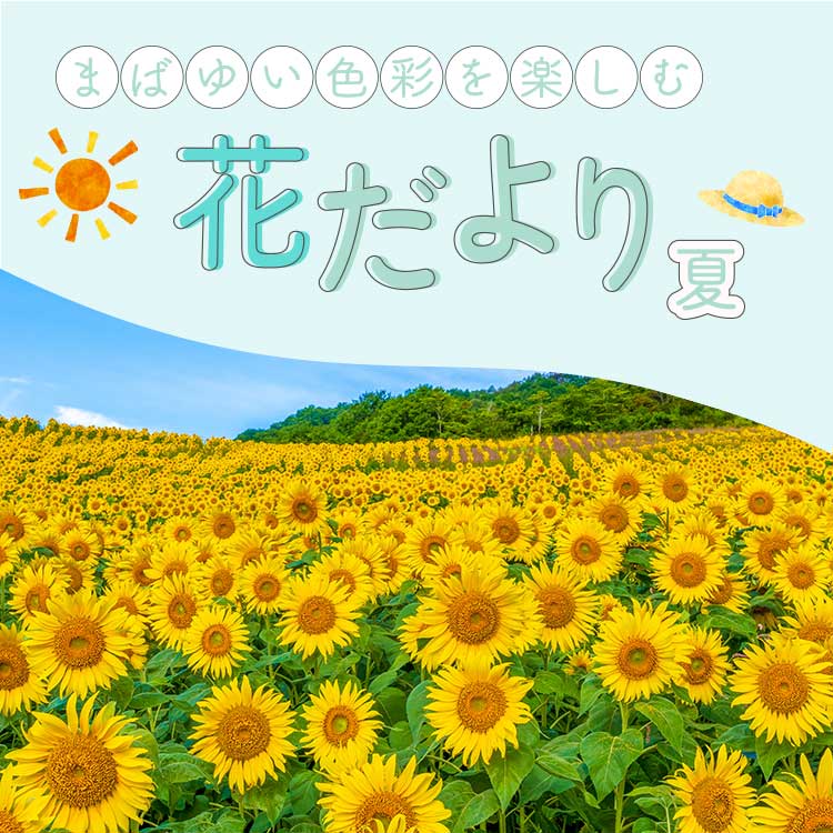 夏の花だより | 【公式】大江戸温泉物語グループ｜癒しの温泉宿・ホテル